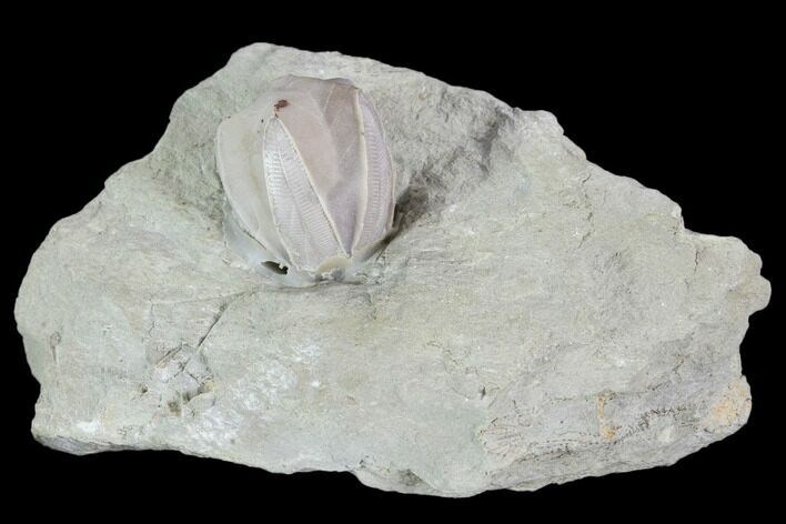 Blastoid (Pentremites) Fossil - Illinois #102259